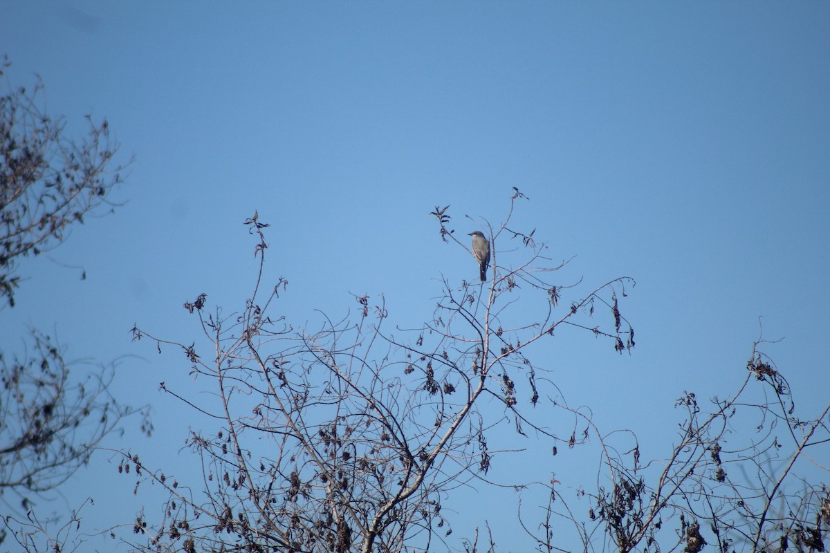 Cassin's Kingbird - ML646953193