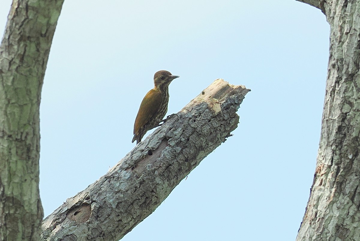 Дятел плямистобокий - ML646953194