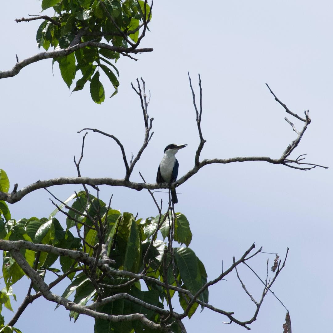Melanesian Kingfisher - ML646953198