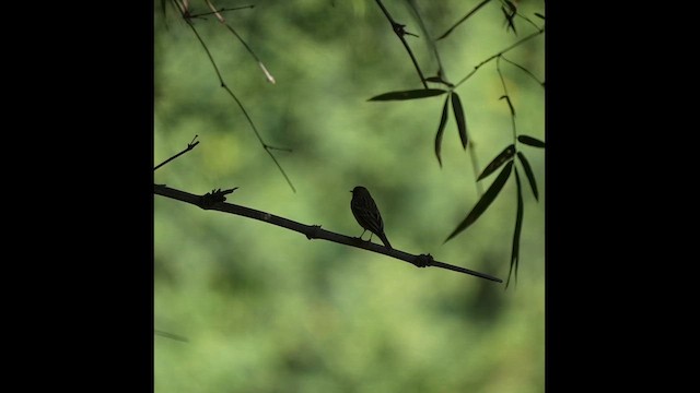 Tree Pipit - ML646953199