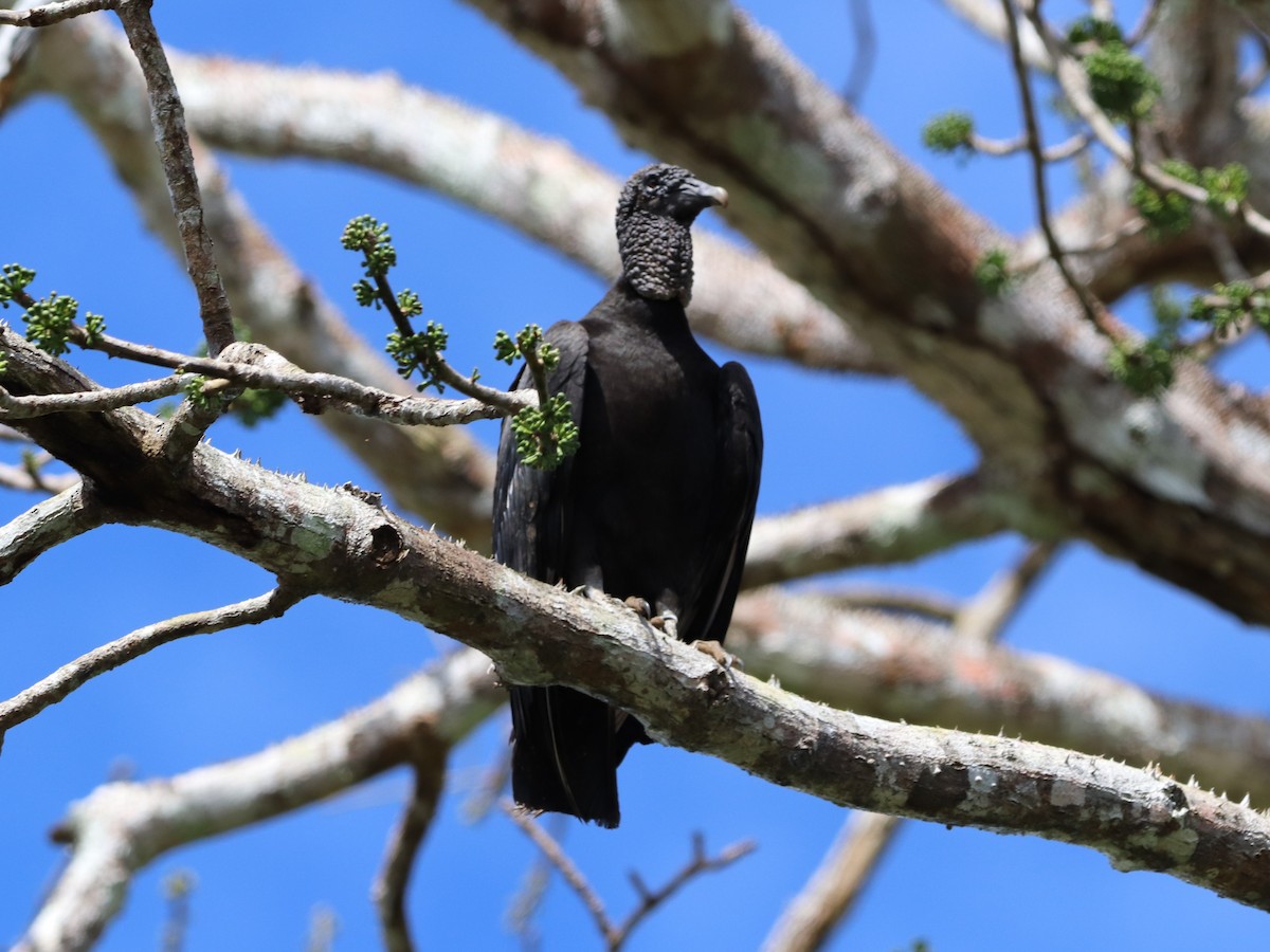 kondor havranovitý - ML646953200