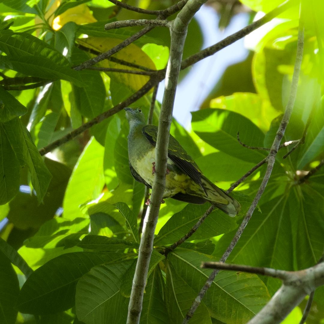Superb Fruit-Dove - ML646953201