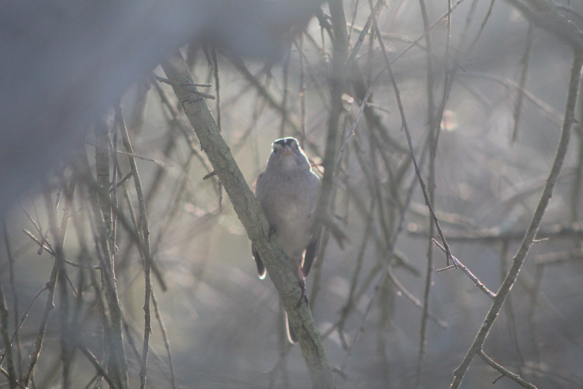 White-crowned Sparrow - ML646953203