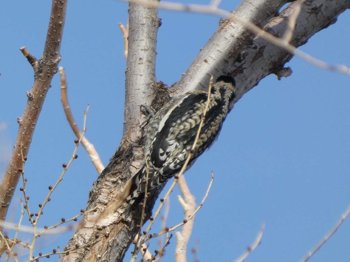 Chupasavia Norteño - ML646953205