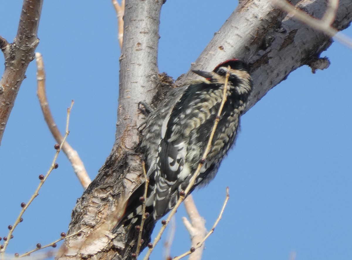 Chupasavia Norteño - ML646953206