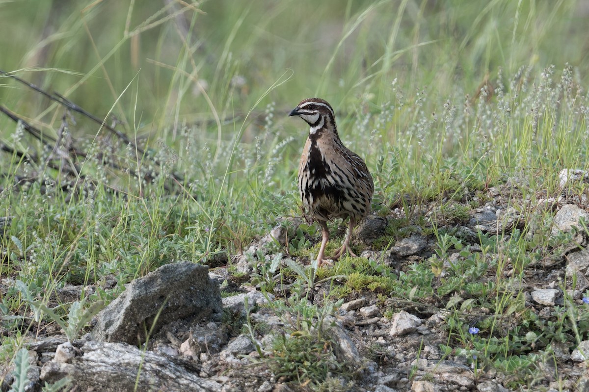 regnvaktel - ML646953207