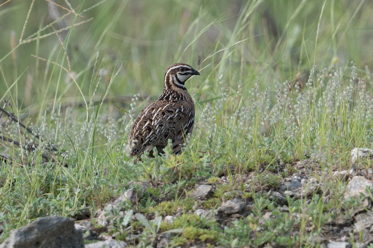 regnvaktel - ML646953208