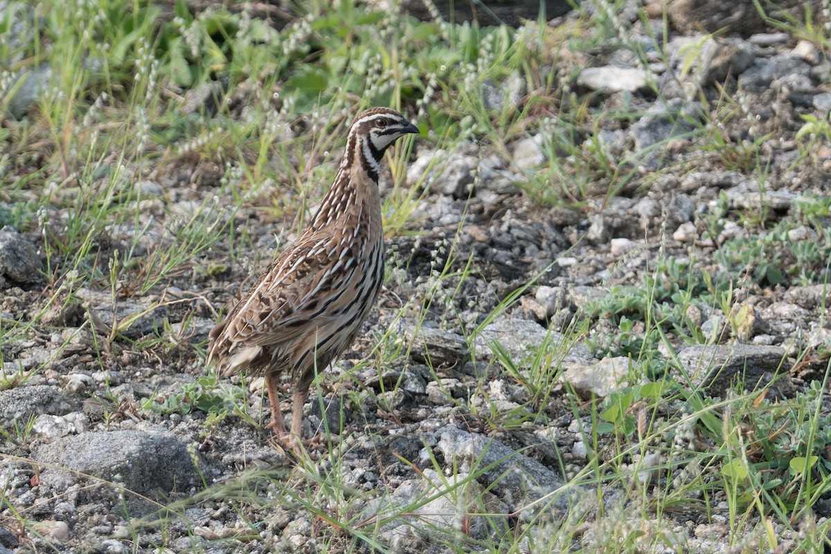 regnvaktel - ML646953209