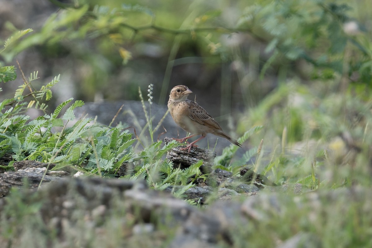 Singing Bushlark - ML646953212