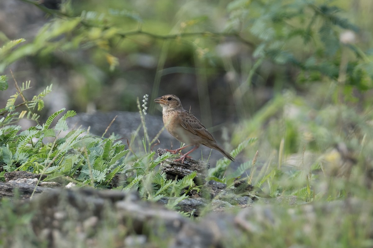 Singing Bushlark - ML646953213