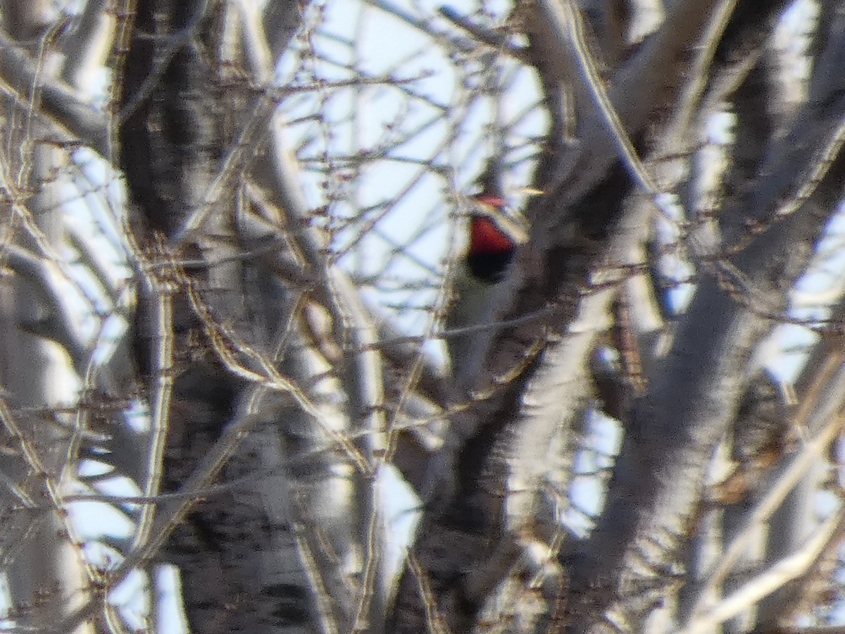 Chupasavia Norteño - ML646953217