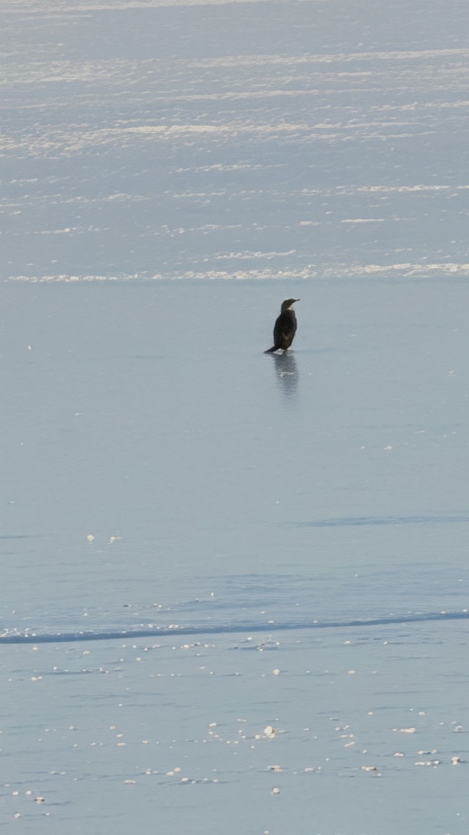 Double-crested Cormorant - ML646953219