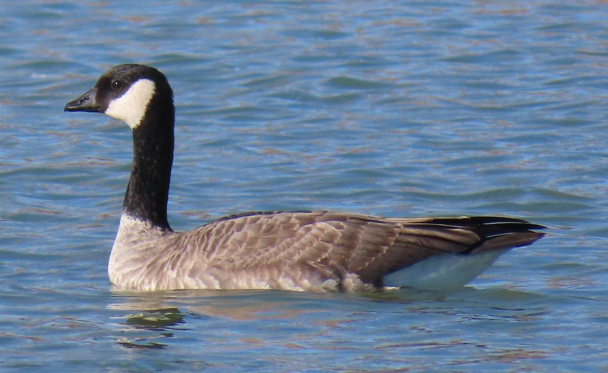 小加拿大雁 - ML646953225