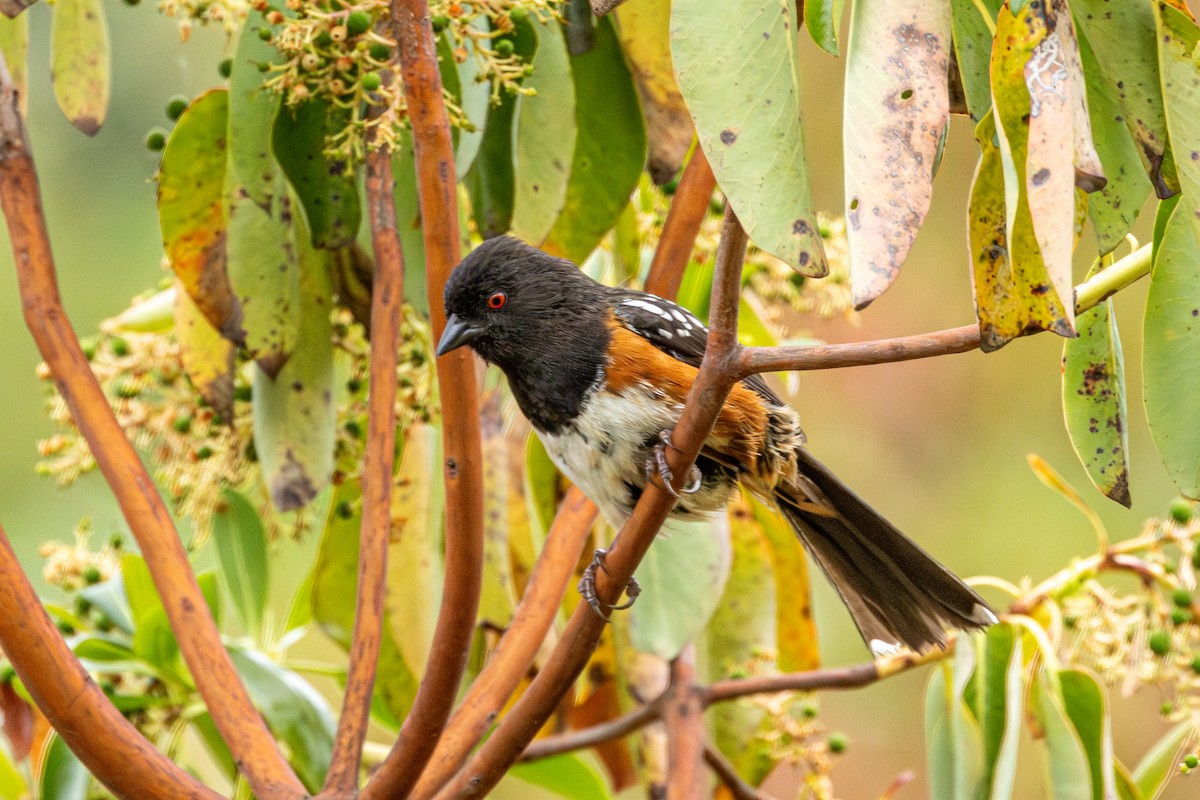 Spotted Towhee - ML646953226