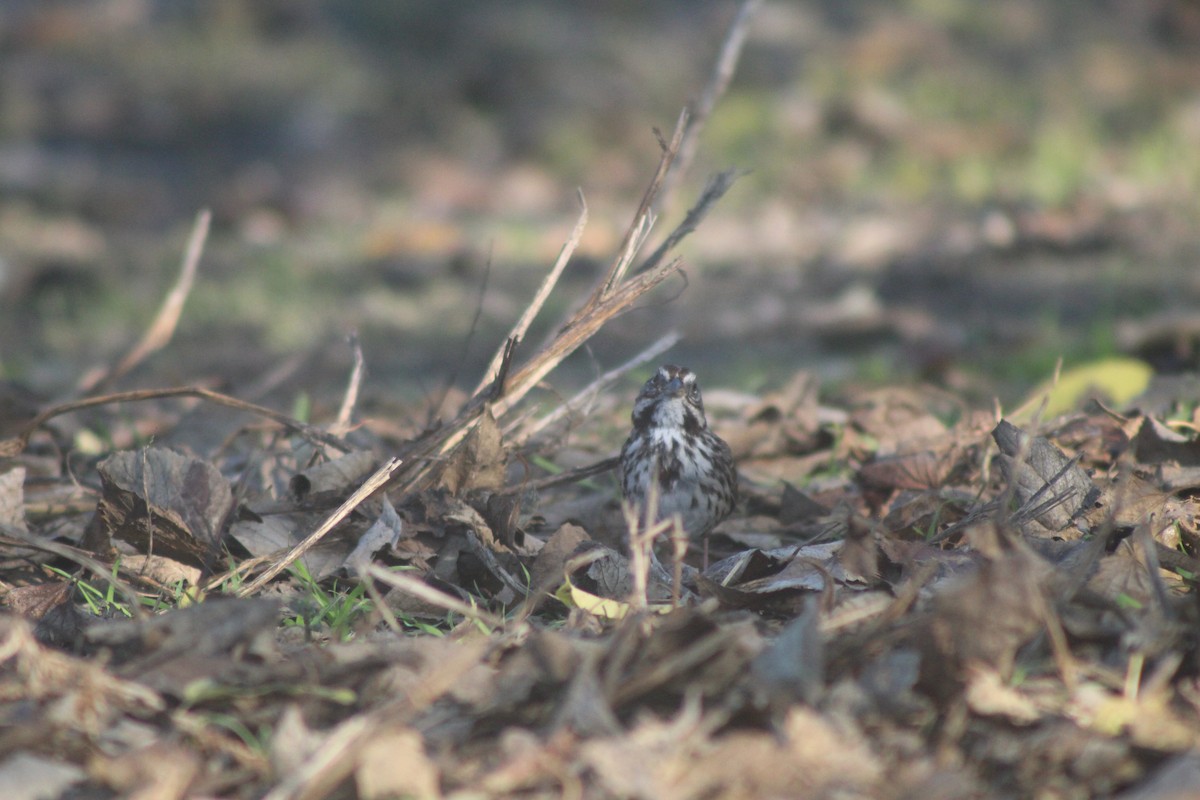 Song Sparrow - ML646953228
