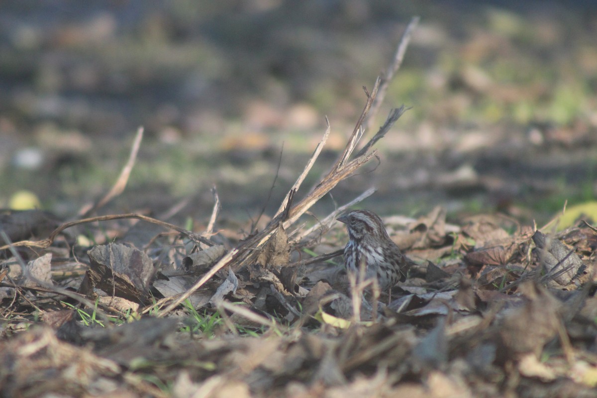 Song Sparrow - ML646953229
