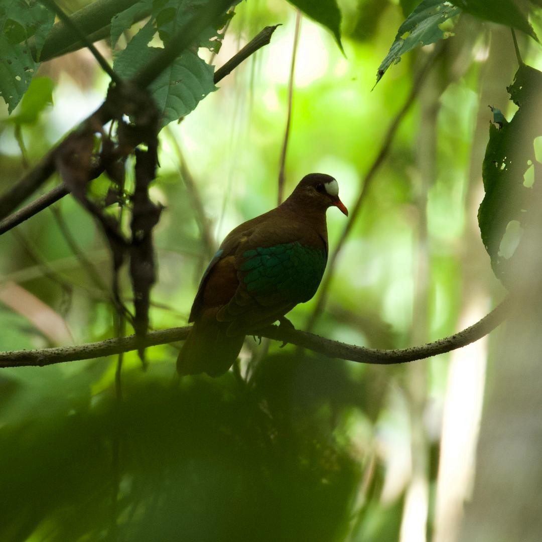 Stephan's Dove - ML646953231