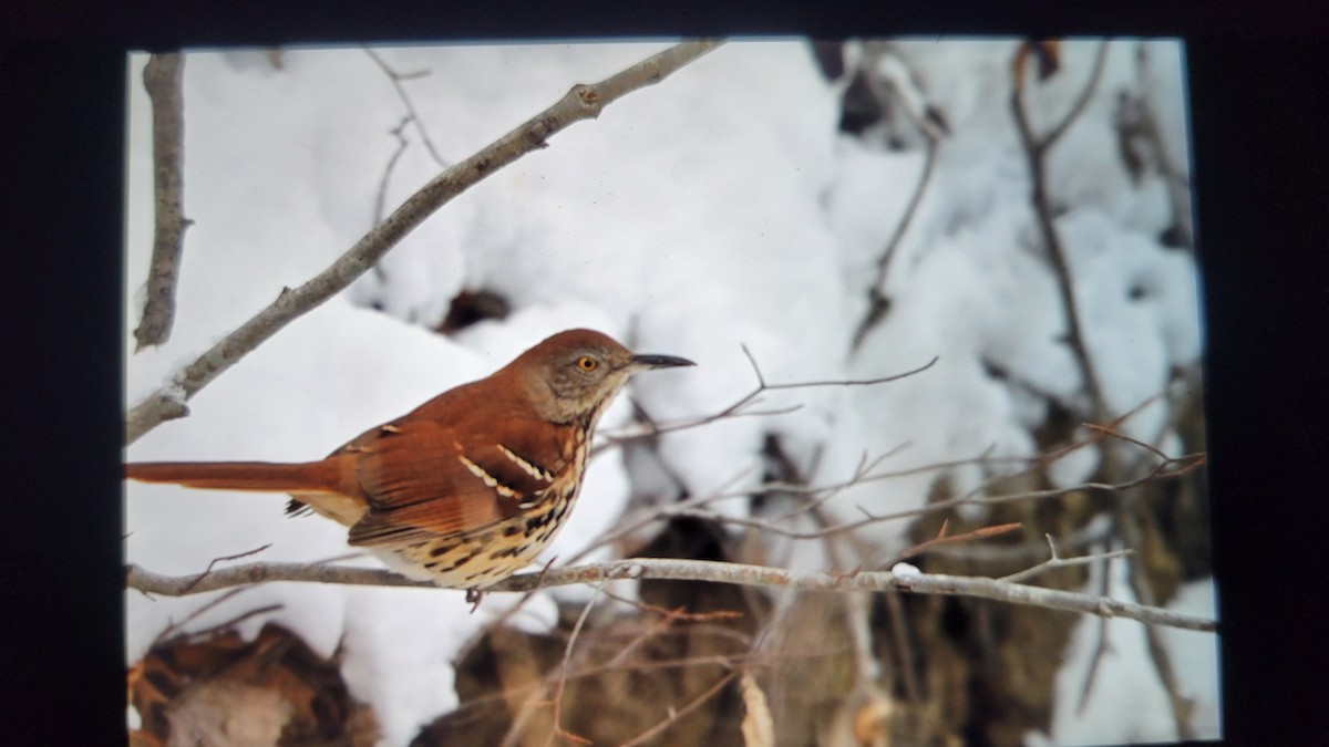 Cuitlacoche Rojizo - ML646953232