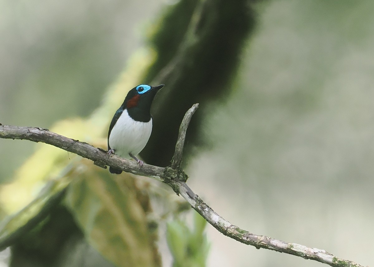 Jameson's Wattle-eye - ML646953233