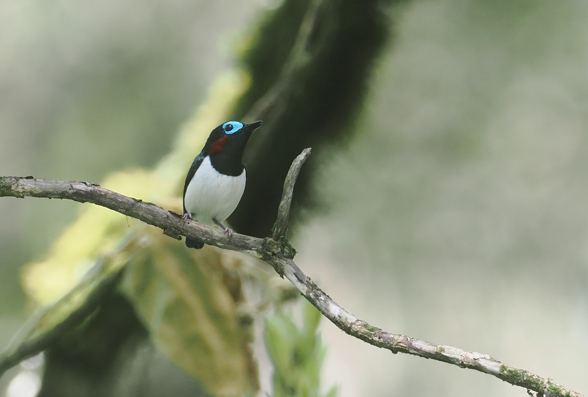 Jameson's Wattle-eye - ML646953235