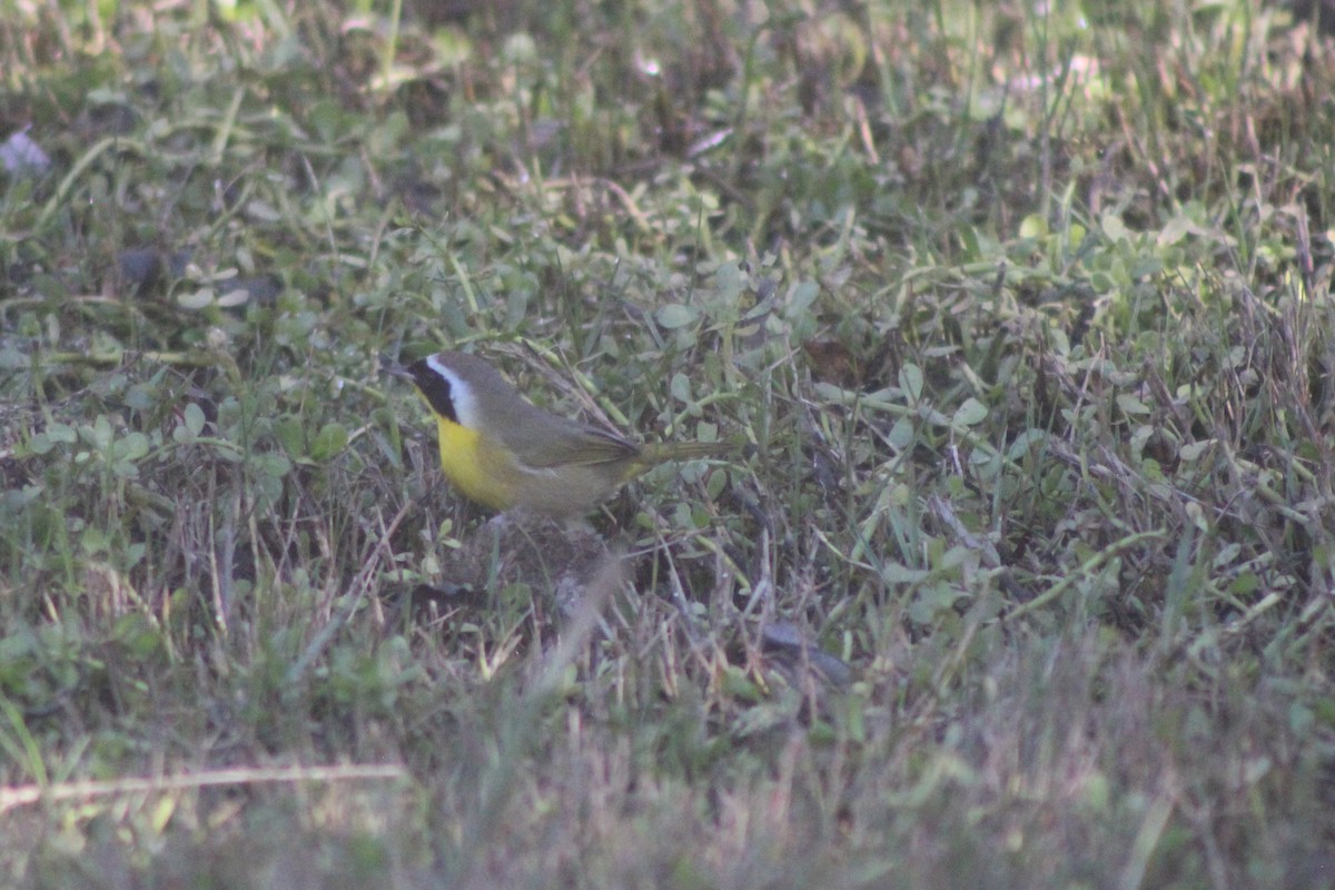 Common Yellowthroat - ML646953239