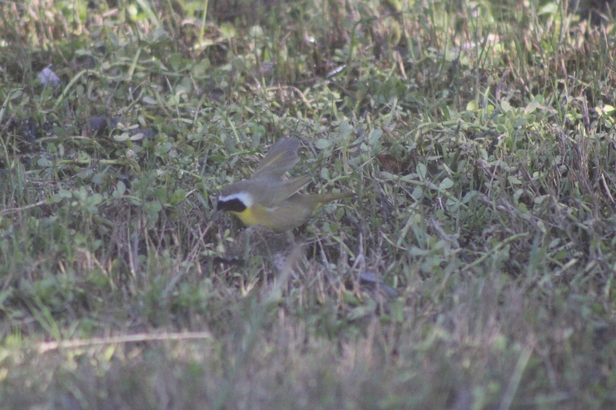 Common Yellowthroat - ML646953240