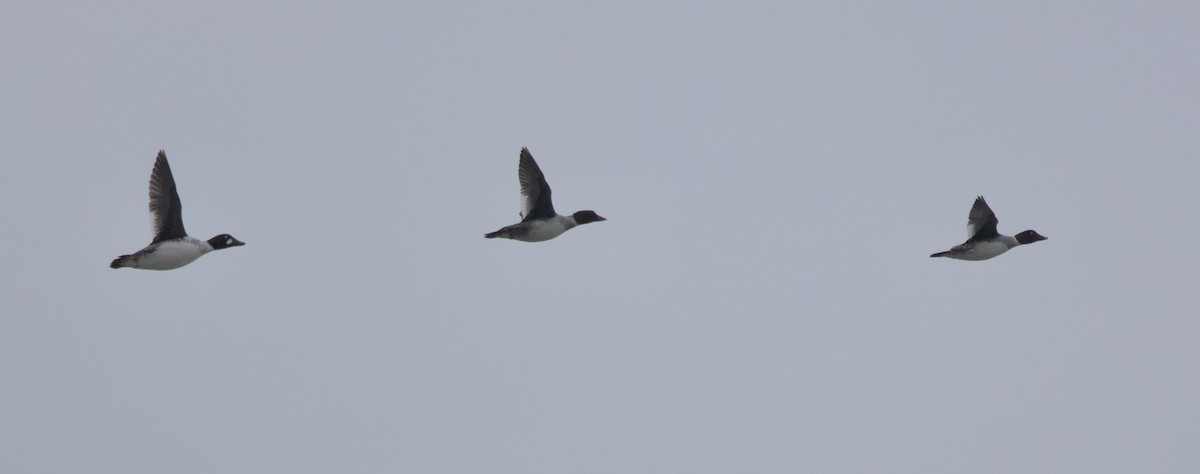 Common Goldeneye - ML646953241