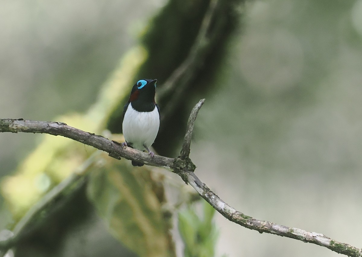 Jameson's Wattle-eye - ML646953243