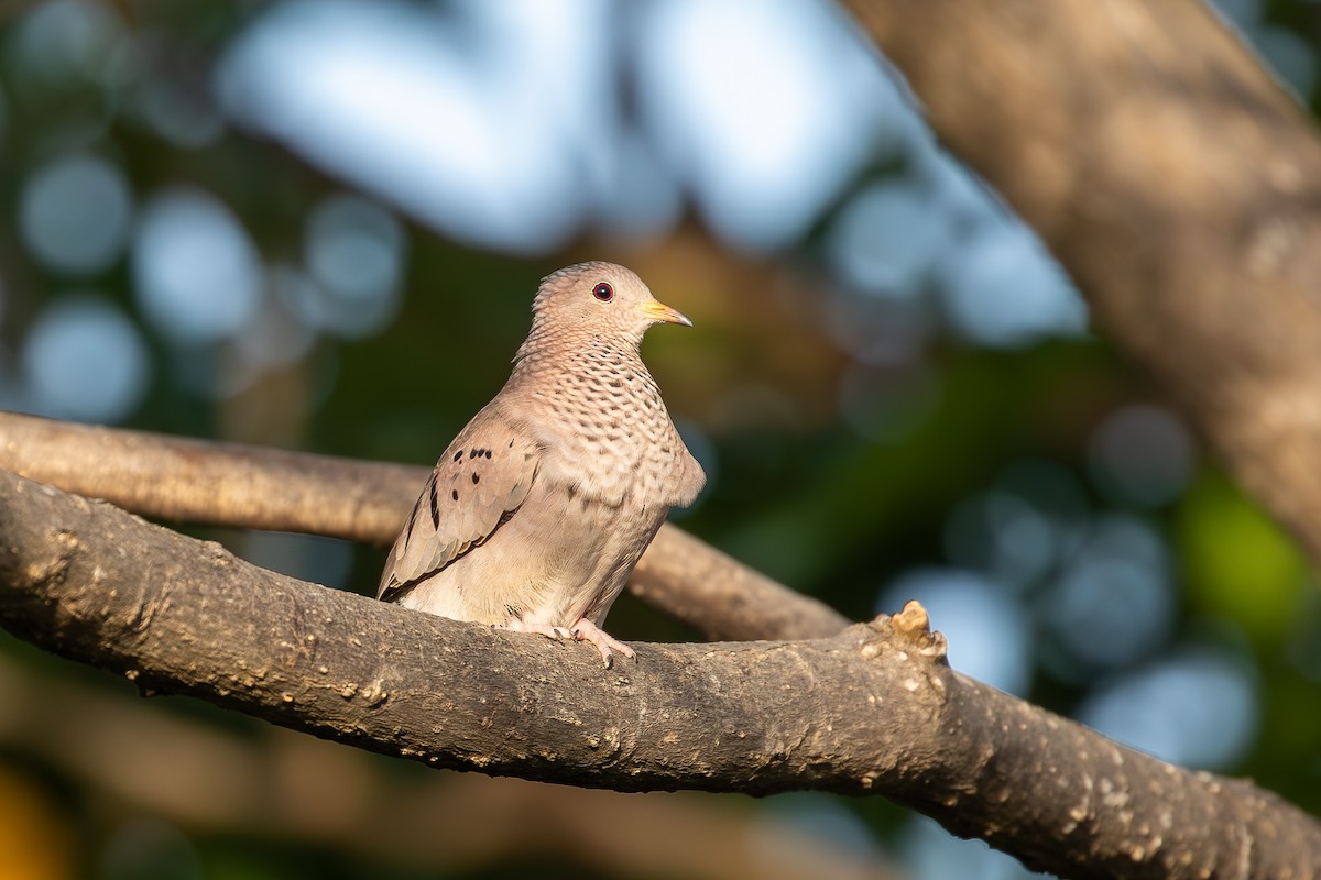 Common Ground Dove - ML646953244