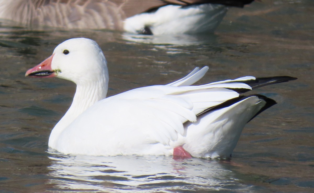 Snow Goose - ML646953248