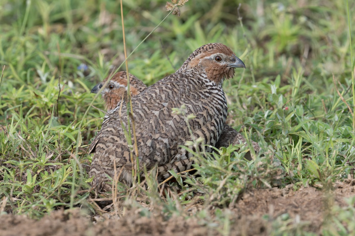 Taşlık Cüce Bıldırcını - ML646953250