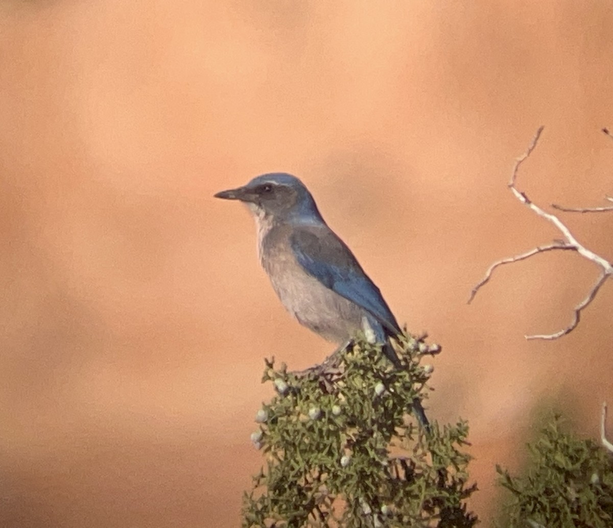 Woodhouse's Scrub-Jay - ML646953252