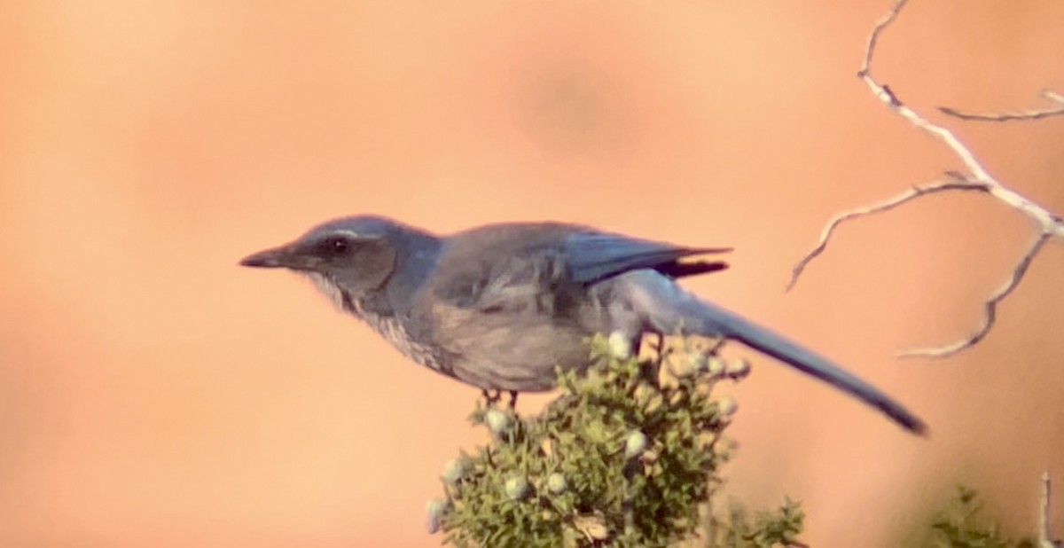 Woodhouse's Scrub-Jay - ML646953253