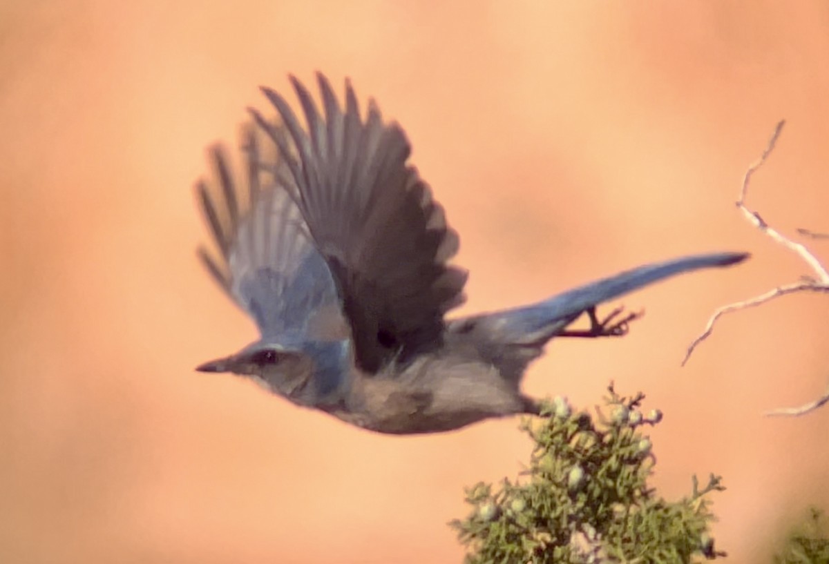 Woodhouse's Scrub-Jay - ML646953254