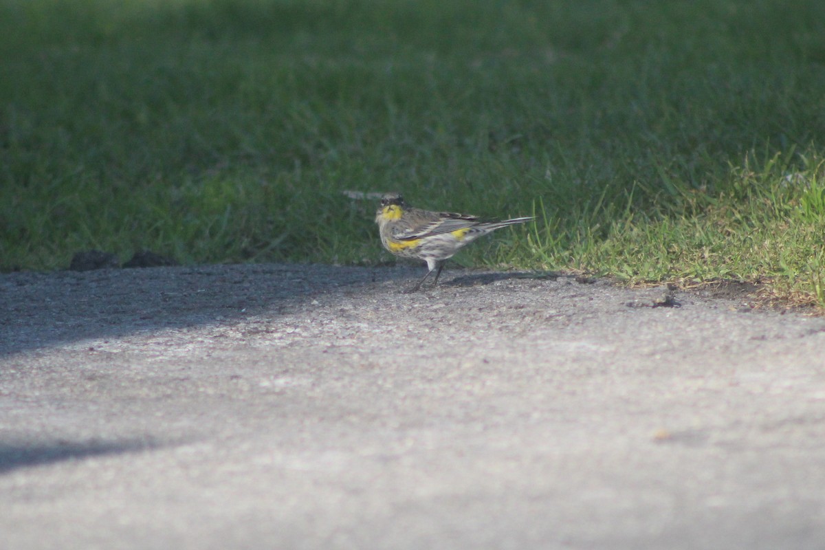 Yellow-rumped Warbler - ML646953257