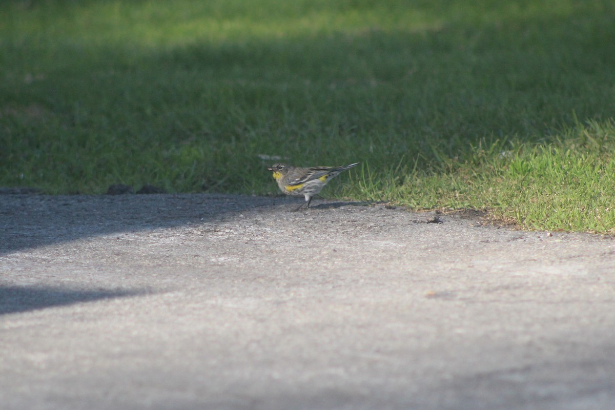 Yellow-rumped Warbler - ML646953258