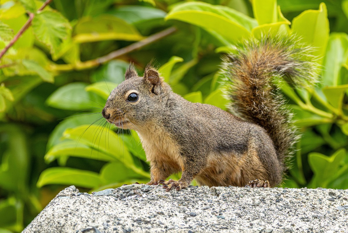 Douglas' Squirrel - ML646953263