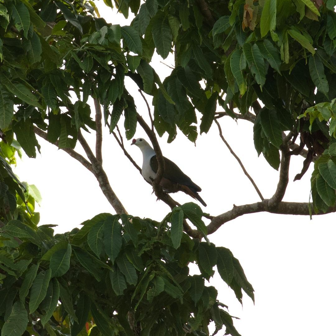 Red-knobbed Imperial-Pigeon - ML646953264