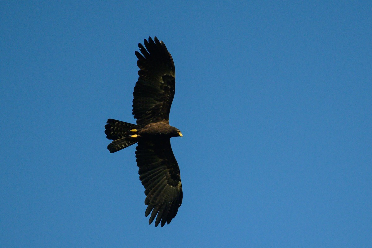 Орёл-яйцеед - ML646953265