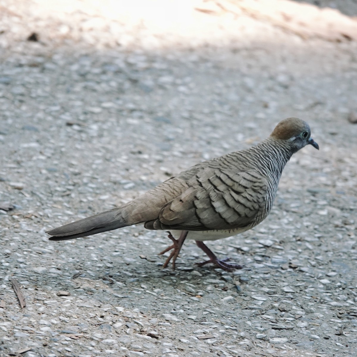 チョウショウバト - ML646953268