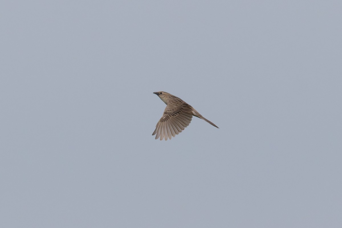 Borstenbuschsänger - ML646953274