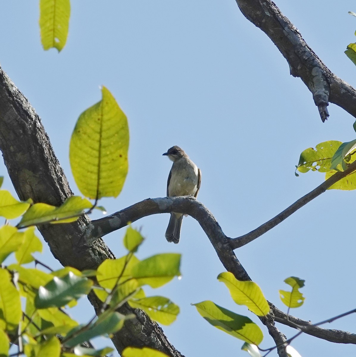 ミミスジヒヨドリ - ML646953275