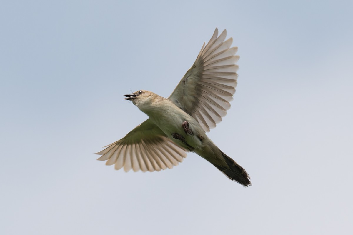 Borstenbuschsänger - ML646953281