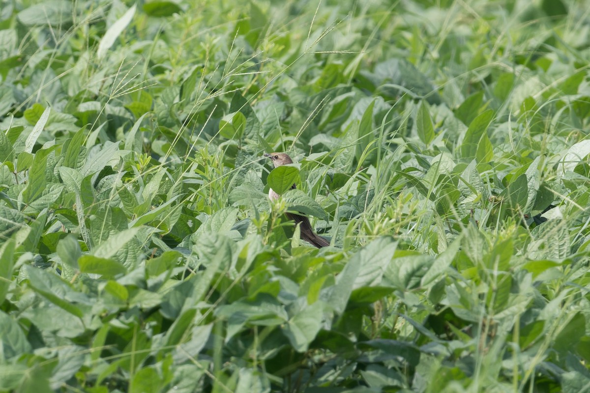 Borstenbuschsänger - ML646953282