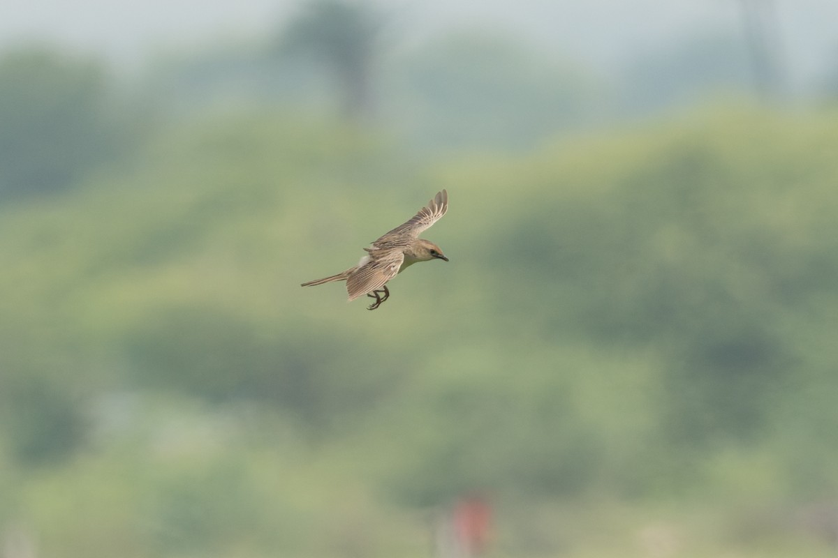 Borstenbuschsänger - ML646953283