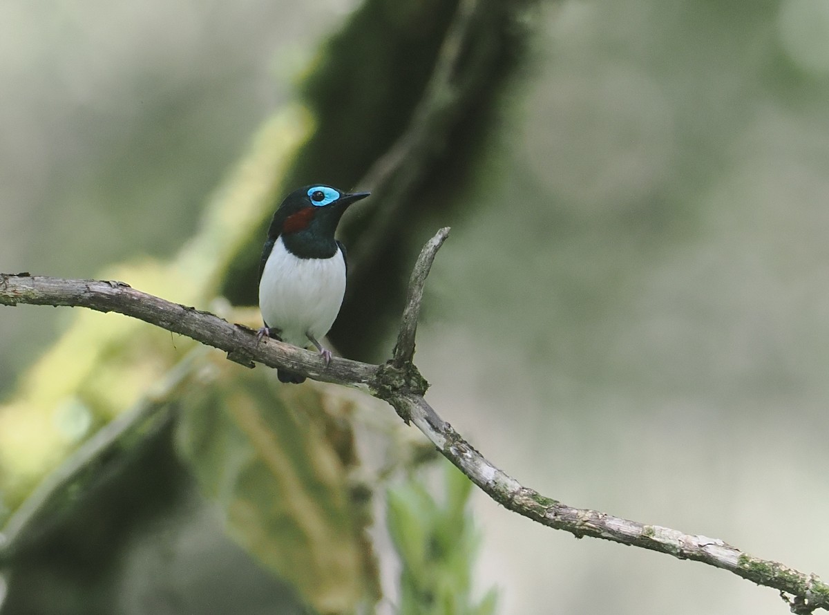 Jameson's Wattle-eye - ML646953284