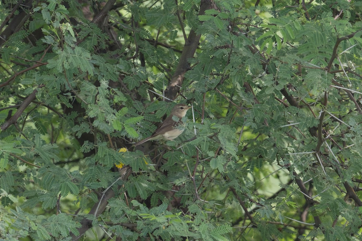 Iduna, unbestimmt - ML646953285