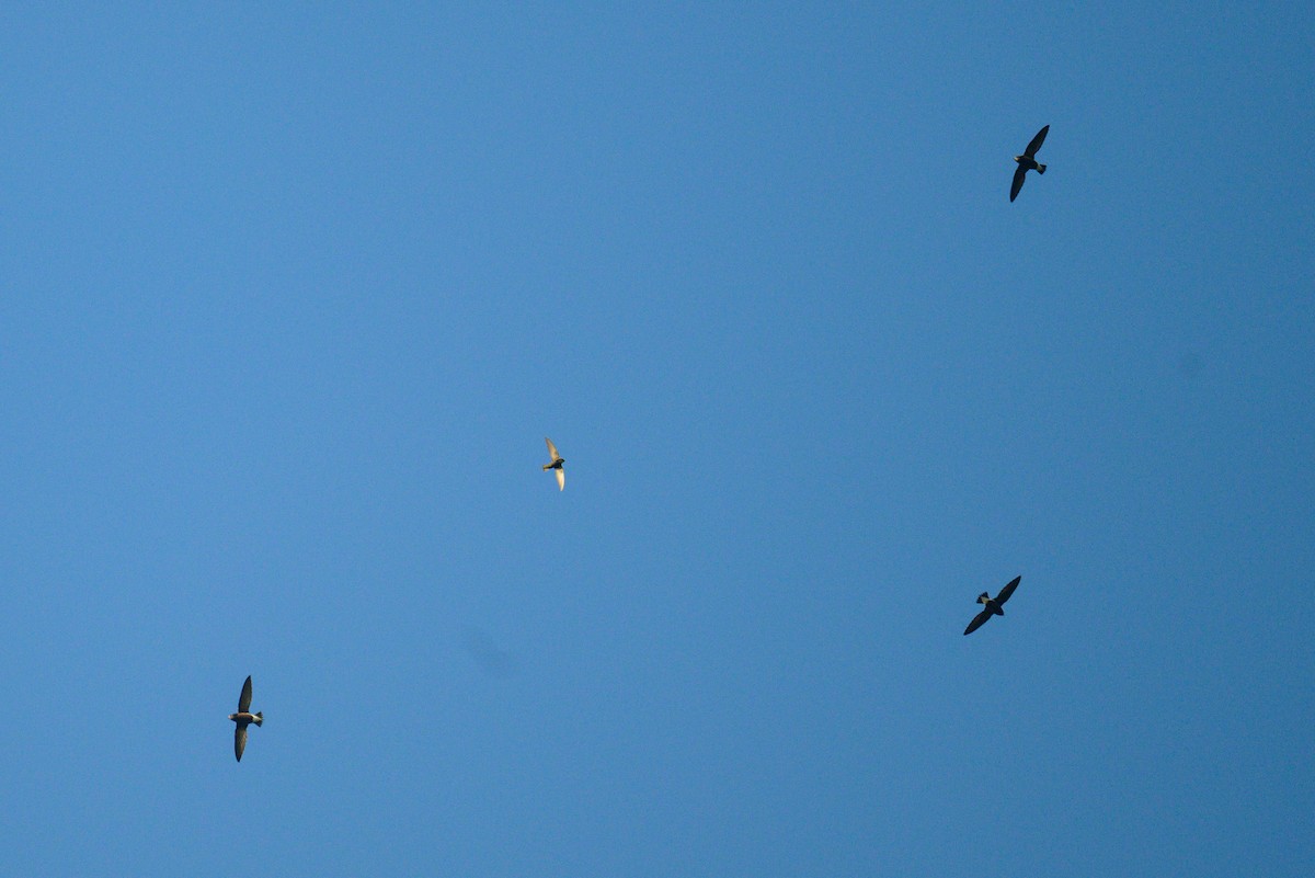 Большой колючехвост - ML646953286