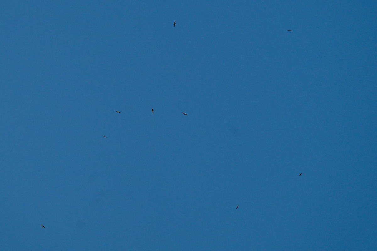 Большой колючехвост - ML646953287