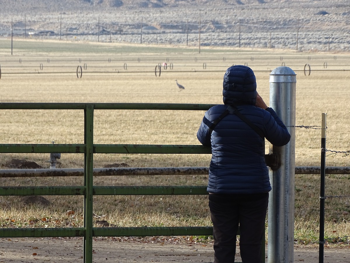 Kanada Turnası - ML646953289